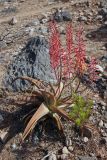 Aloe perryi