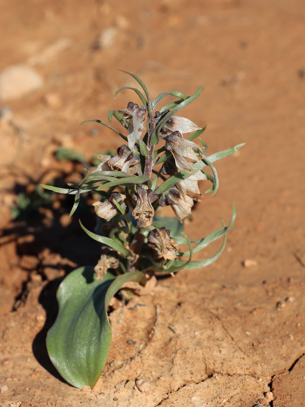 Изображение особи Rhinopetalum stenantherum.