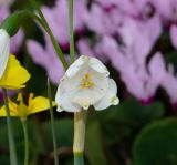 Leucojum aestivum