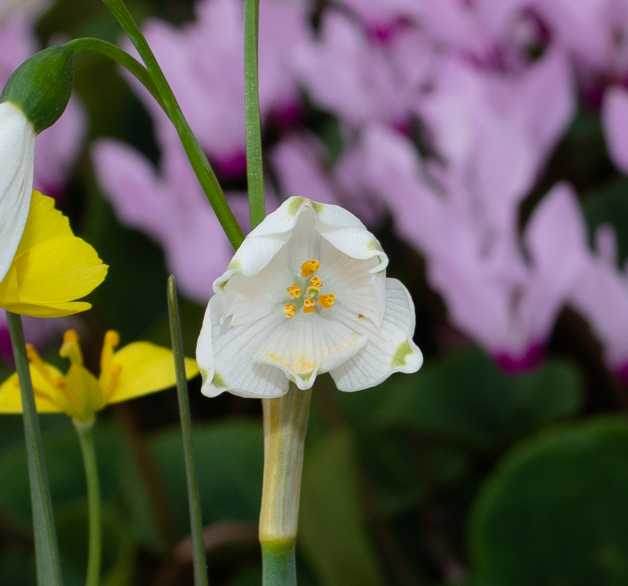 Изображение особи Leucojum aestivum.