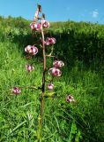 Lilium pilosiusculum