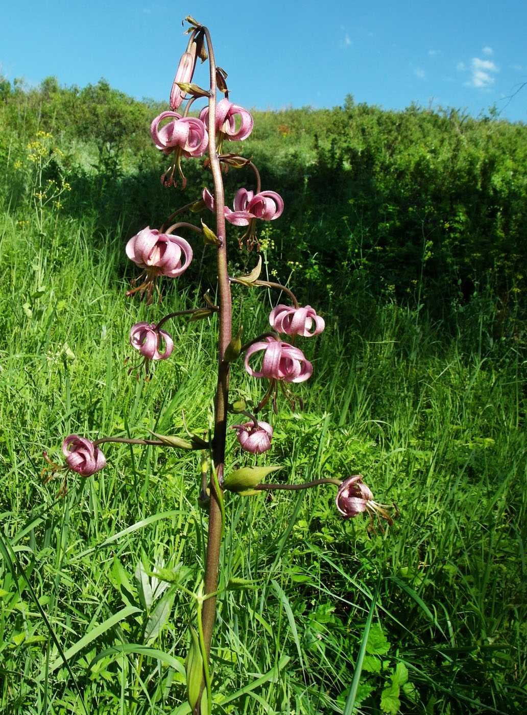 Image of Lilium pilosiusculum specimen.