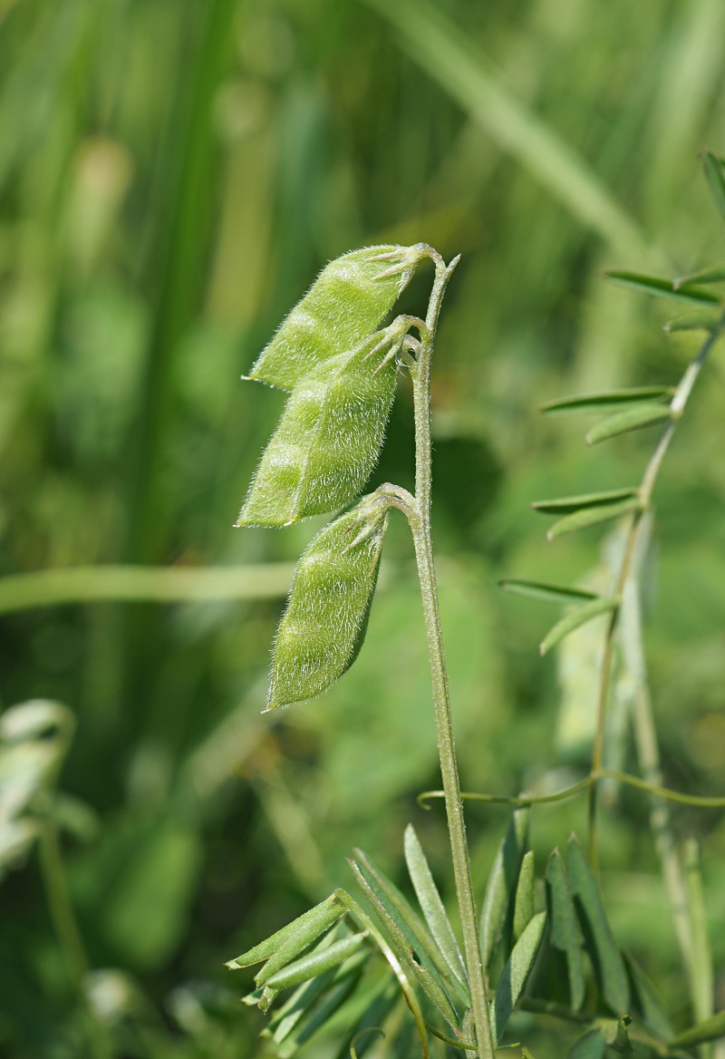 Image of Vicia hirsuta specimen.