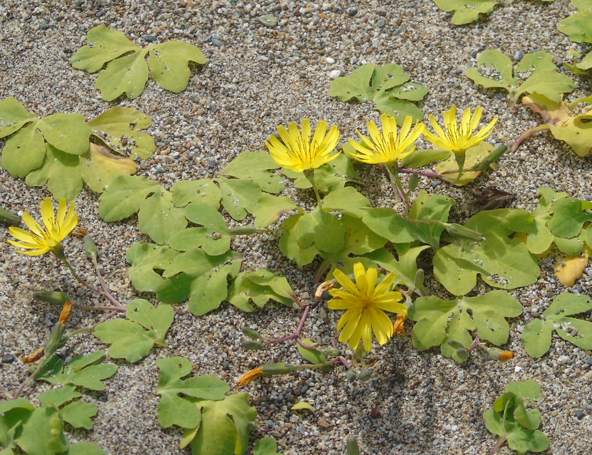 Изображение особи Chorisis repens.