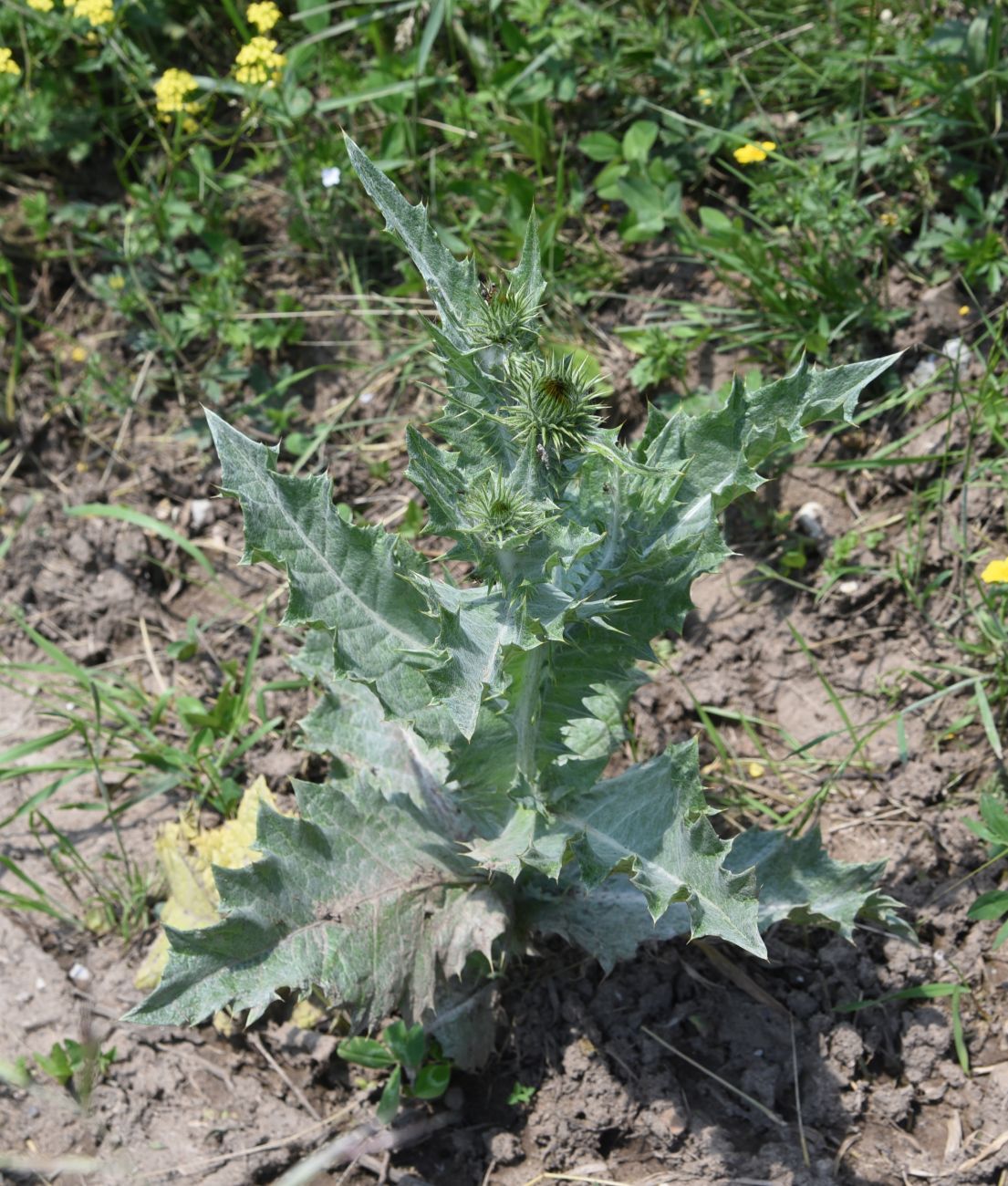 Image of Onopordum acanthium specimen.