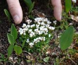 Cardamine bellidifolia