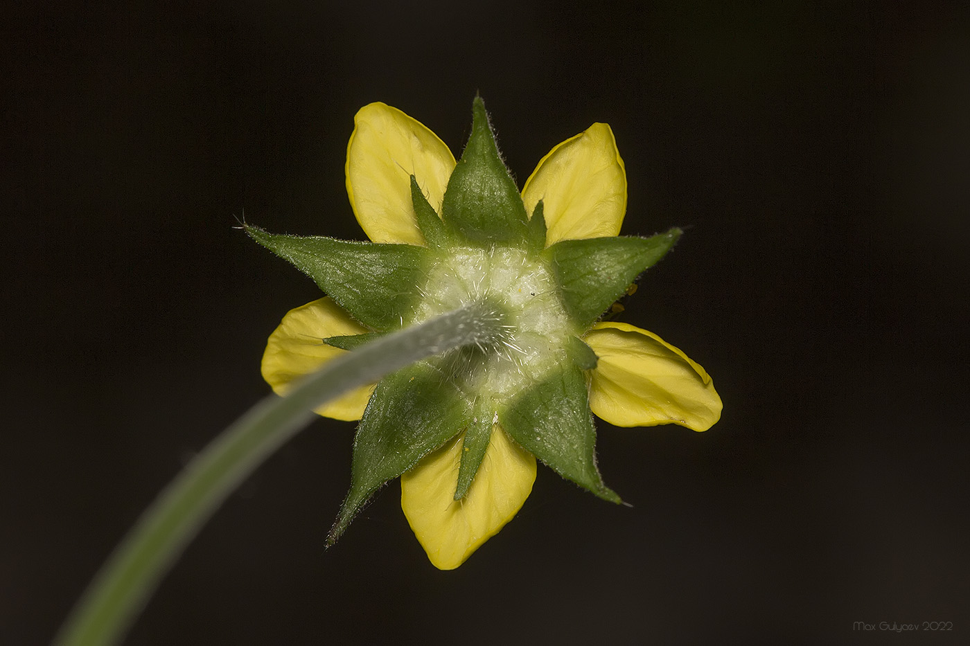 Изображение особи Geum urbanum.