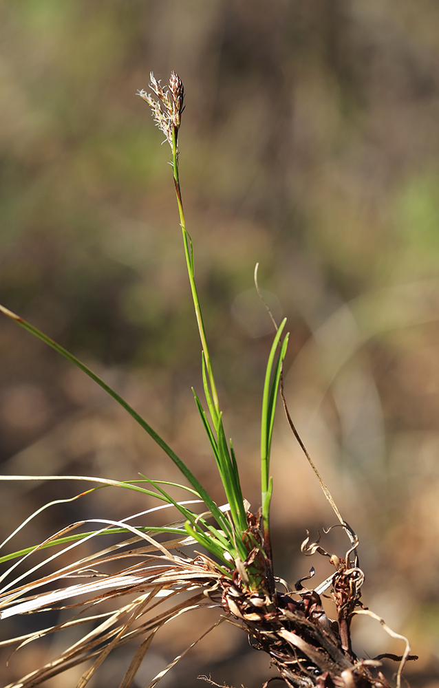 Изображение особи Carex supermascula.