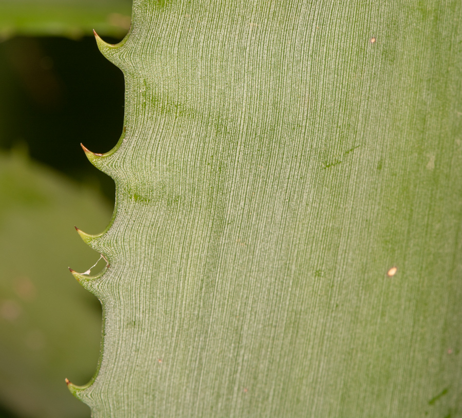 Изображение особи семейство Bromeliaceae.