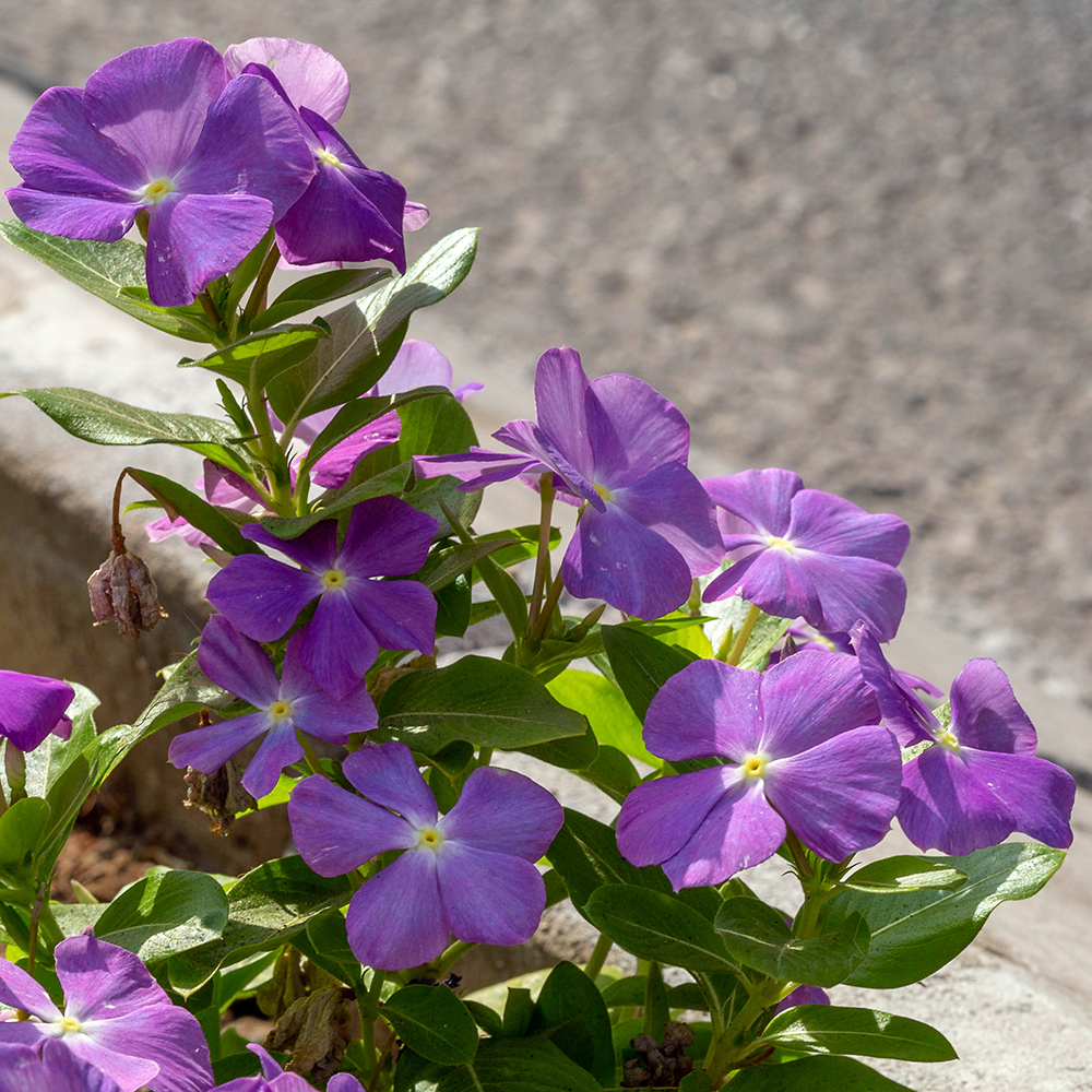 Изображение особи Catharanthus roseus.