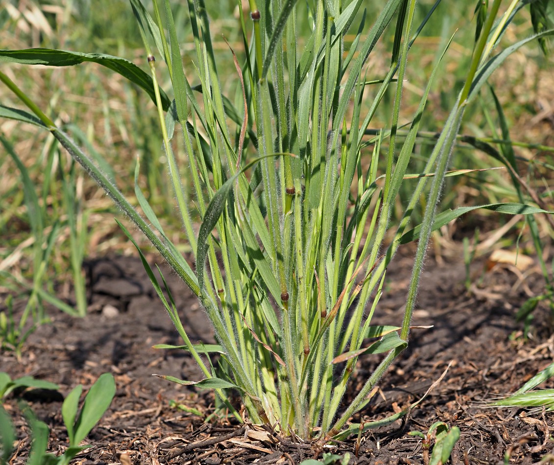 Image of Bromus squarrosus specimen.