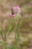 Onobrychis viciifolia