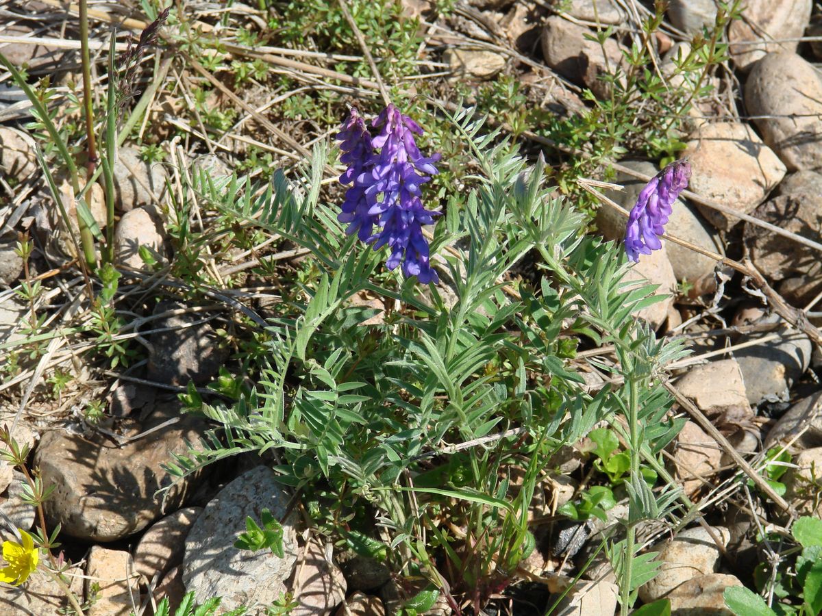 Image of Vicia cracca specimen.