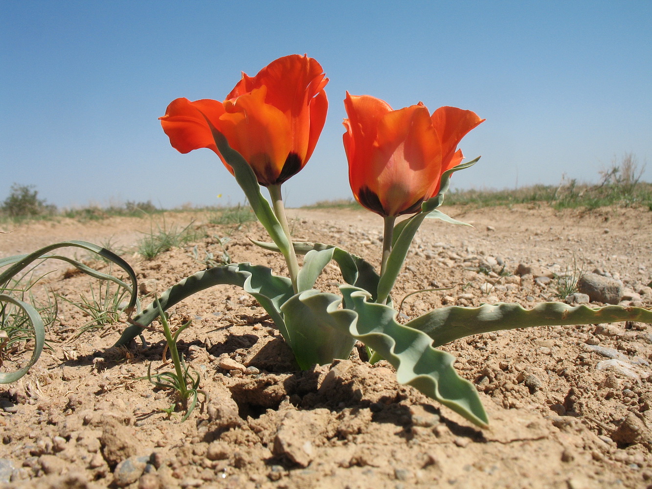 Image of Tulipa borszczowii specimen.