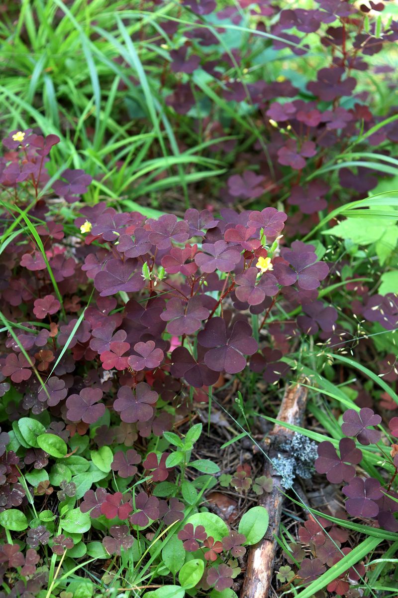 Изображение особи Oxalis stricta.