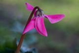 Cyclamen persicum