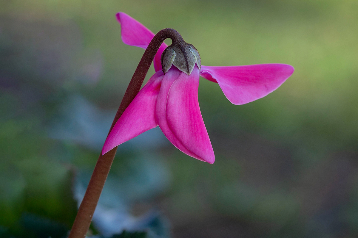 Изображение особи Cyclamen persicum.