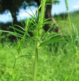 Galium verum. Часть молодого побега. Краснодарский край, Кавказский р-н, окр. ст-цы Темижбекская, у деревьев в степи. 28.05.2022.