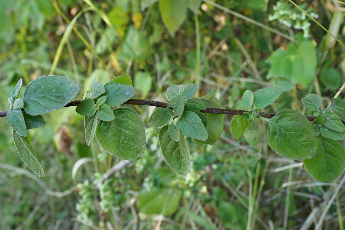 Image of Origanum vulgare ssp. viride specimen.