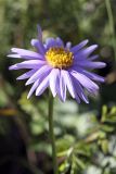 Aster serpentimontanus