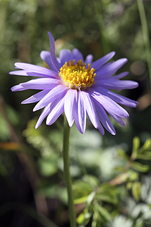 Изображение особи Aster serpentimontanus.