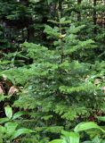 Abies sachalinensis