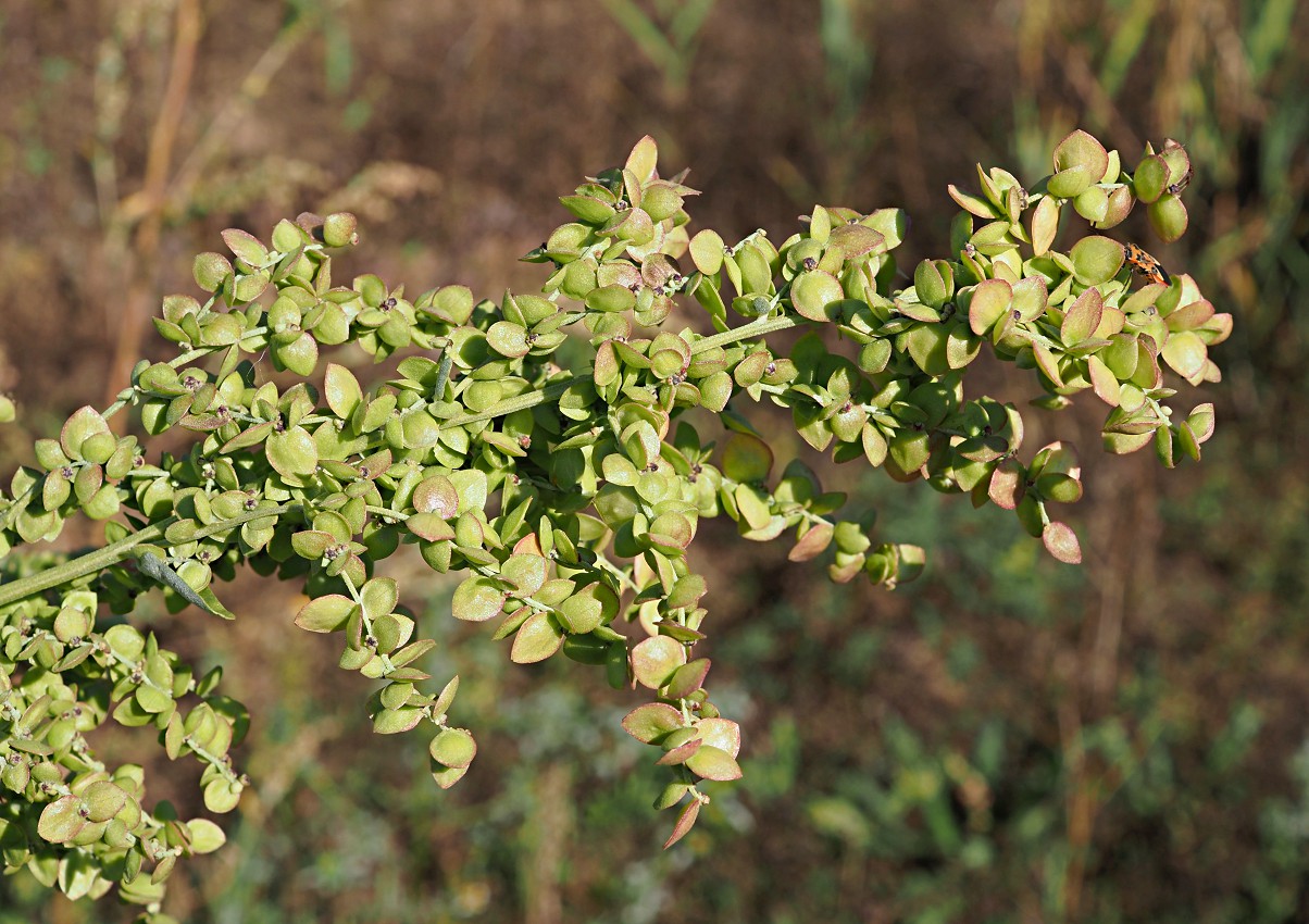 Image of Atriplex sagittata specimen.