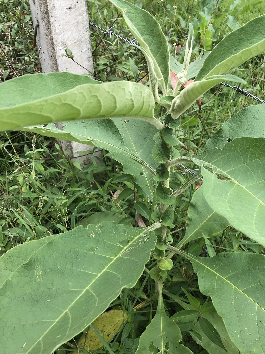 Изображение особи род Nicotiana.