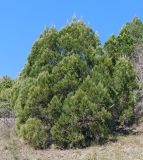 Juniperus excelsa