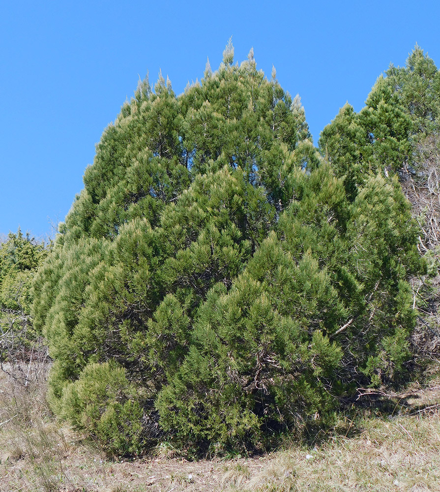 Image of Juniperus excelsa specimen.