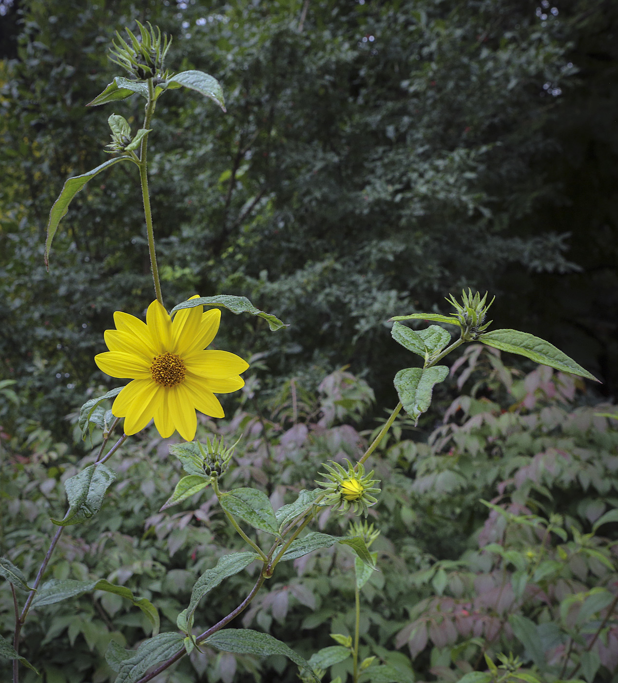 Изображение особи Helianthus decapetalus.