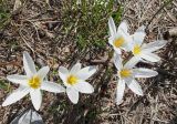 Crocus alatavicus