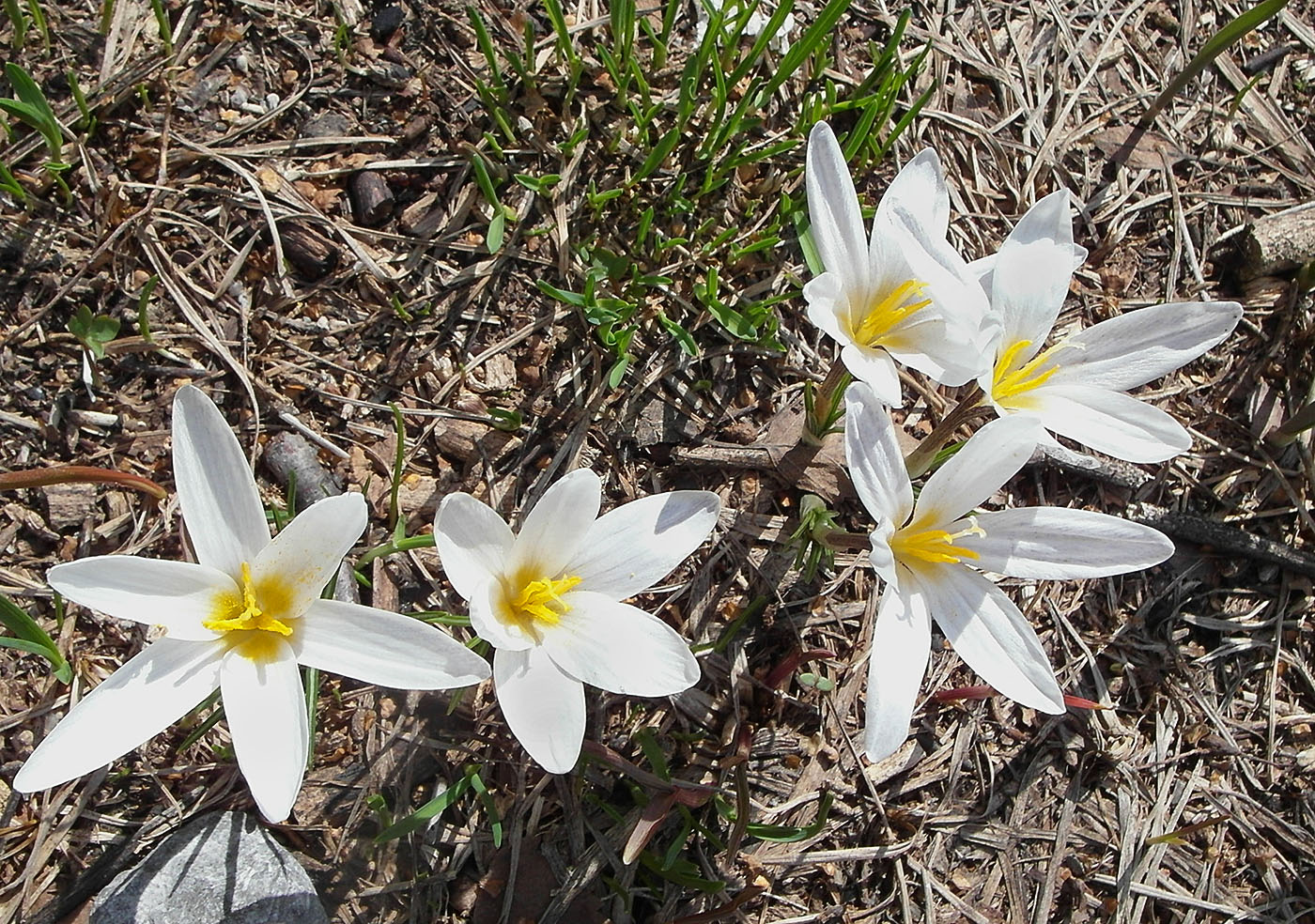Image of Crocus alatavicus specimen.