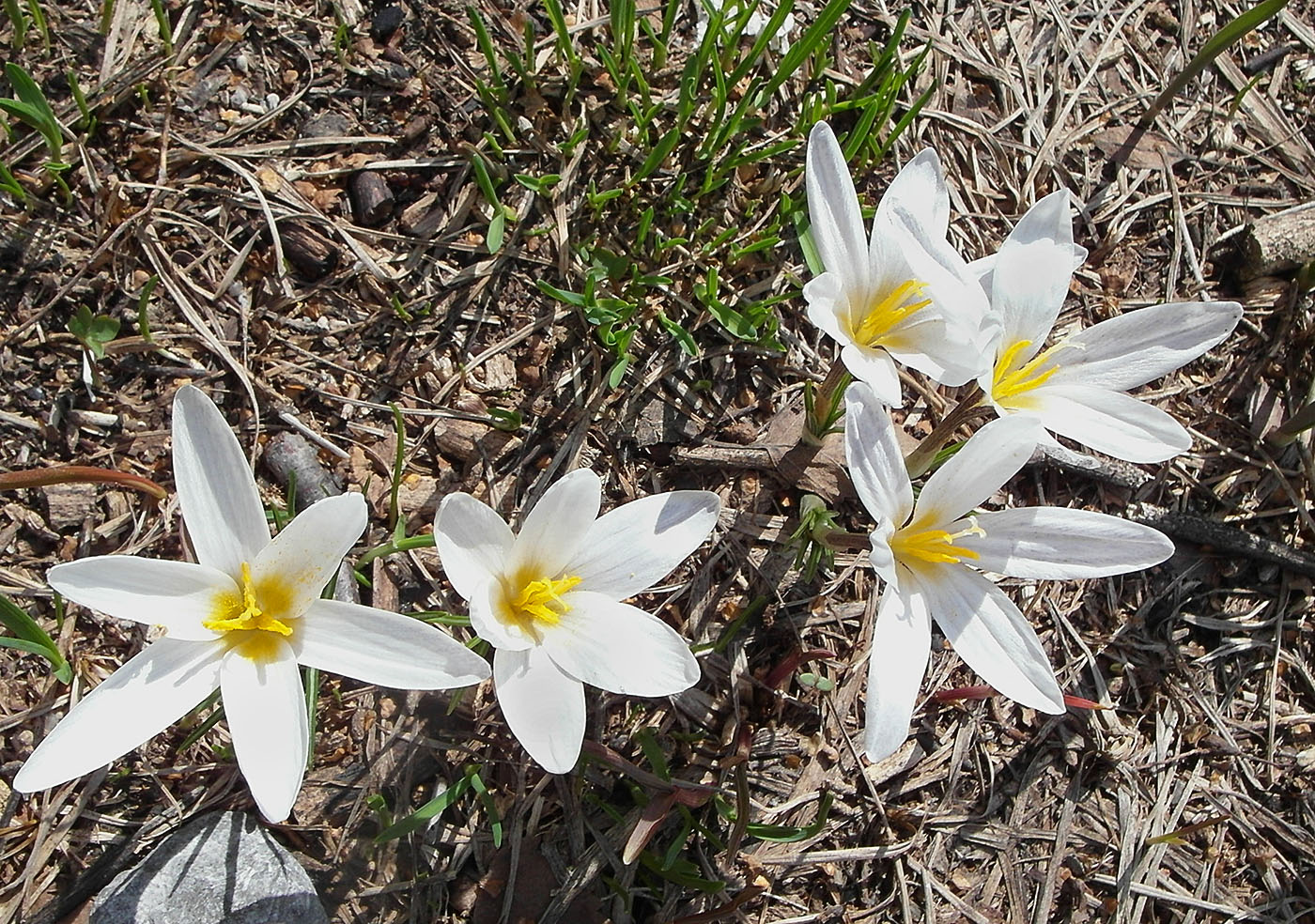 Изображение особи Crocus alatavicus.