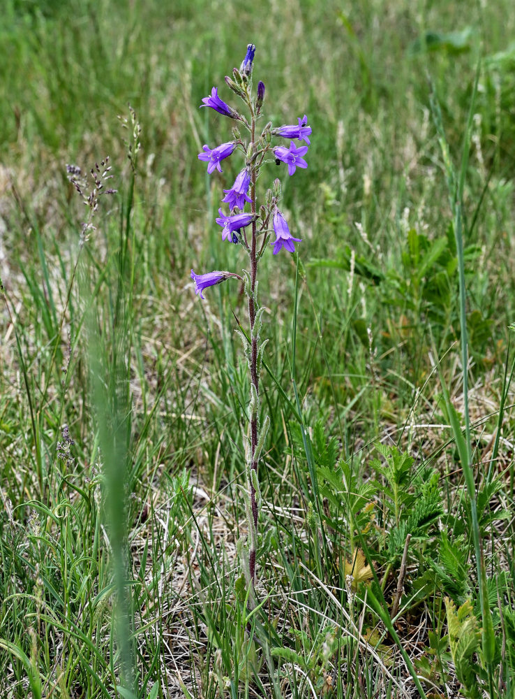 Изображение особи Campanula sibirica.