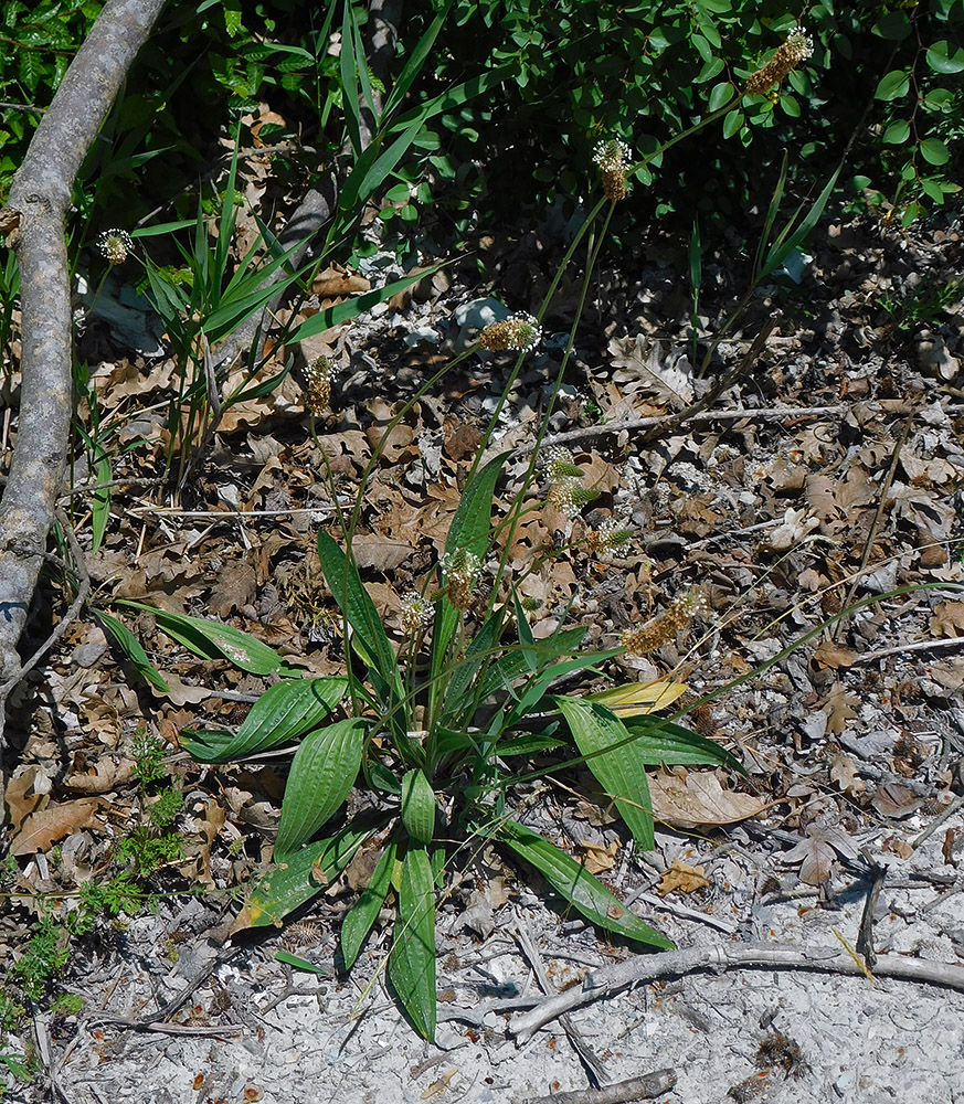 Image of Plantago lanceolata specimen.