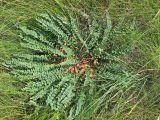 Astragalus henningii. Плодоносящее растение в петрофитной степи. Украина, Донецкая обл., Новоазовский р-н, севернее пос. Безыменное, балка Безыменная. 06.06.2010.