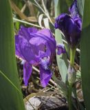 Iris aphylla. Цветок. Пермский край, г. Пермь, Кировский р-н, залежь на месте садовых участков. 30.05.2023.