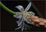 род Ornithogalum