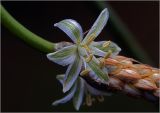 genus Ornithogalum