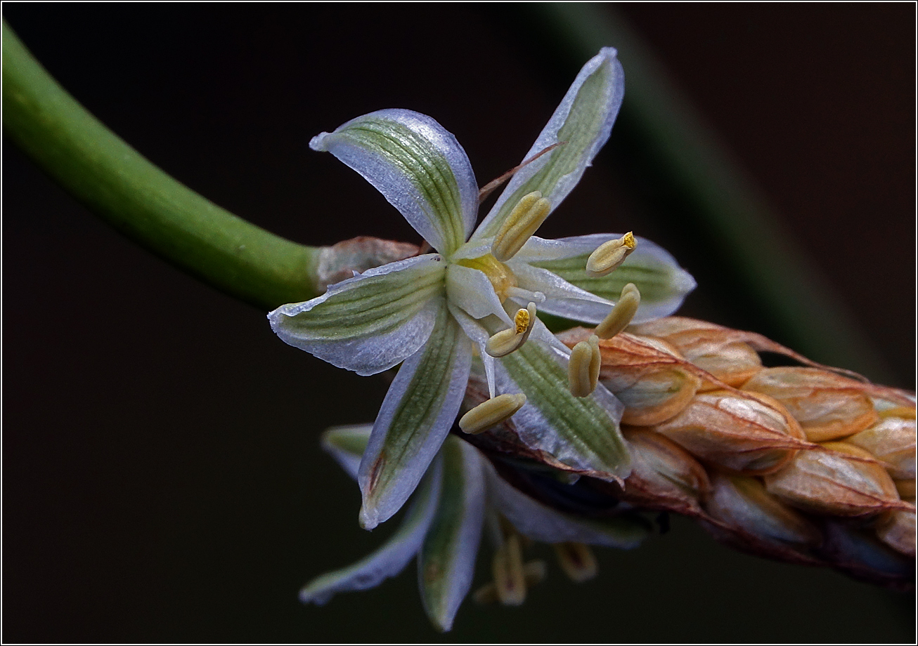 Image of genus Ornithogalum specimen.