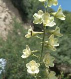 Delphinium biternatum