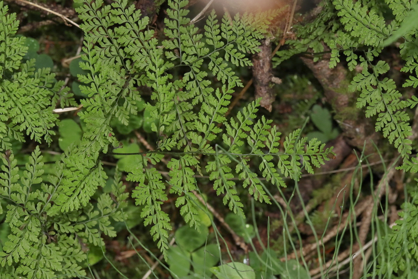 Изображение особи Rhizomatopteris sudetica.