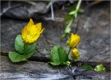 Lysimachia nummularia. Цветки и листья. Московская обл., Раменский р-н, окр. дер. Хрипань, садовый участок. 23.06.2023.