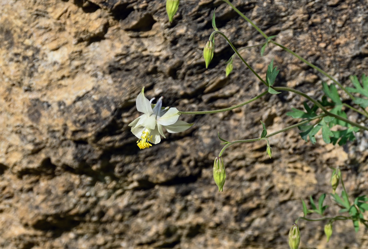 Изображение особи Aquilegia tianschanica.