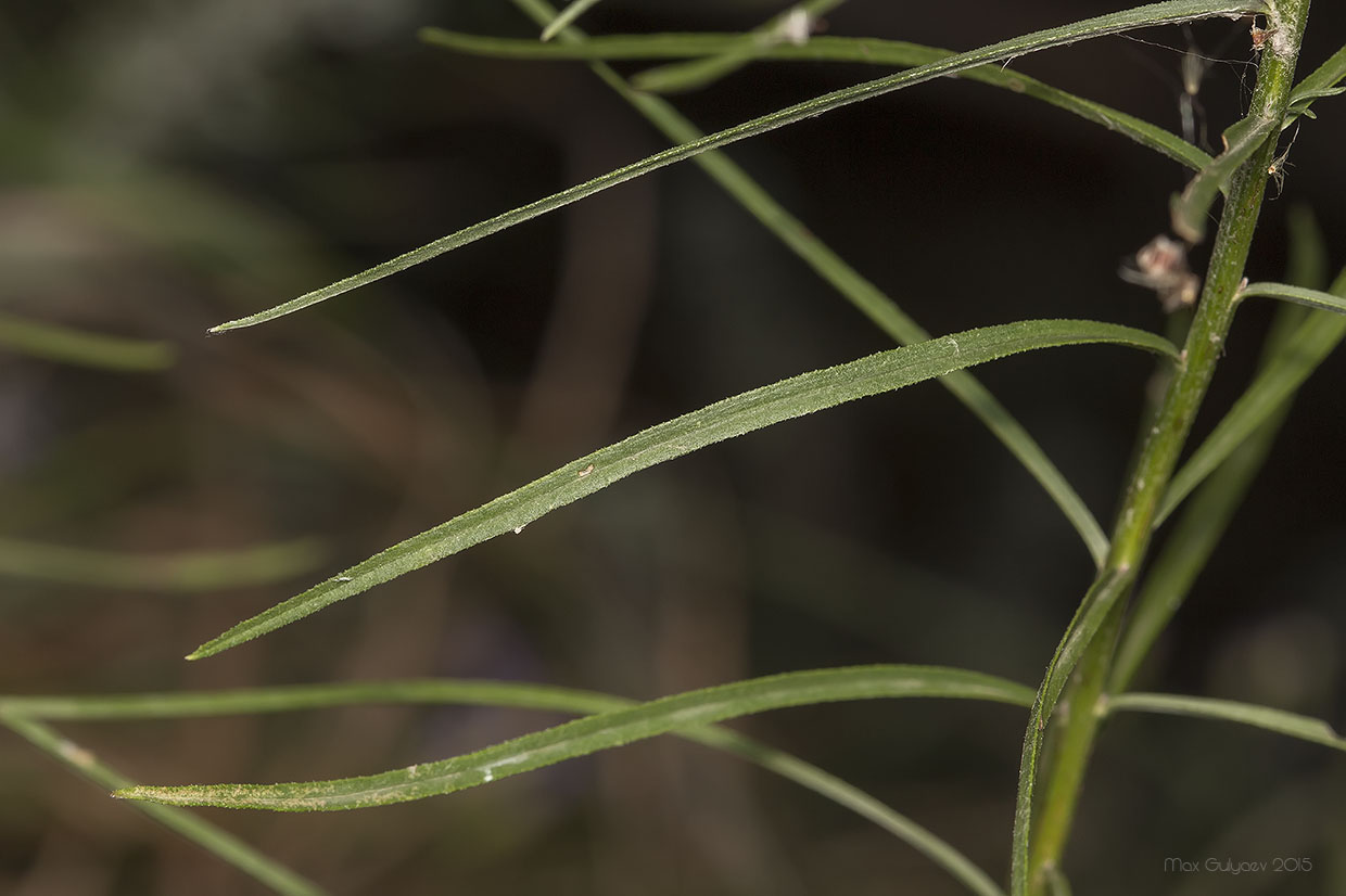 Image of Galatella angustissima specimen.