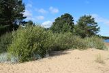 Salix phylicifolia. Заросли (с примесью Salix cinerea) на гребне берегового вала. Ленинградская обл., окр. пос. Большая Ижора, берег Финского залива. 20.08.2023.