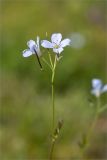 Cardamine pratensis. Соцветие с цветками и незрелыми плодами. Мурманская обл., п-ов Средний, сырой замшелый берег р. Выкат. 12.07.2023.