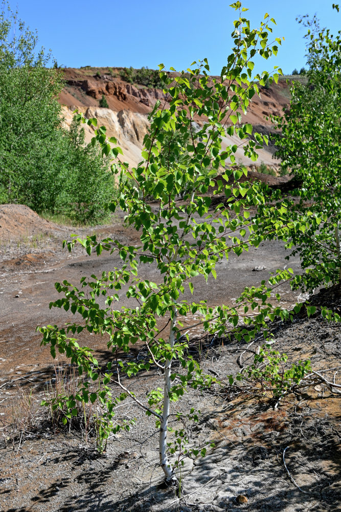 Image of Betula pendula specimen.