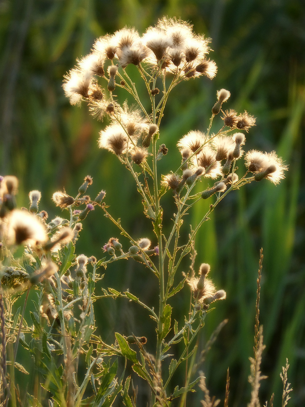 Image of Cirsium arvense specimen.